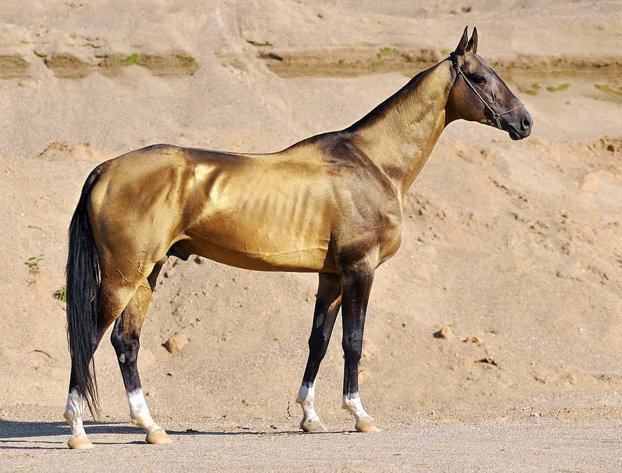 Photo: Artur Baboev - give free of charge right for promouting of Akhal-teke article on Wikipedia (CC BY-SA 3.0) — via Wikimedia Commons Akhal-Teke horse