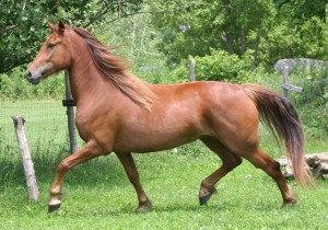 Photo: No machine-readable author provided. David Campbell assumed (based on copyright claims). (CC BY-SA 3.0) — via Wikimedia Commons Canadian Horse horse