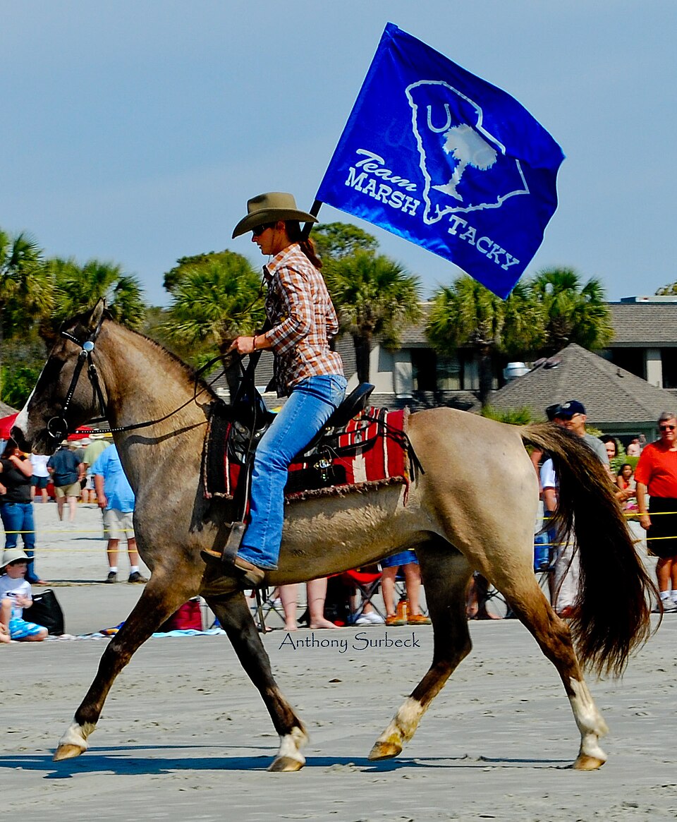 Photo: Anthony Surbeck (CC BY 2.0) — via Wikimedia Commons Carolina Marsh Tacky horse