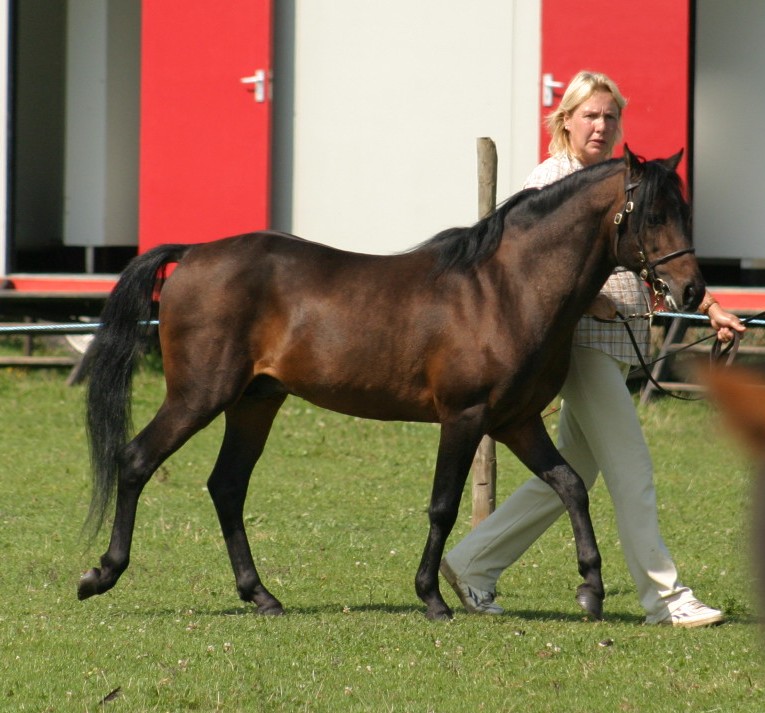 Photo: Akearley (CC0) — via Wikimedia Commons Caspian Horse horse