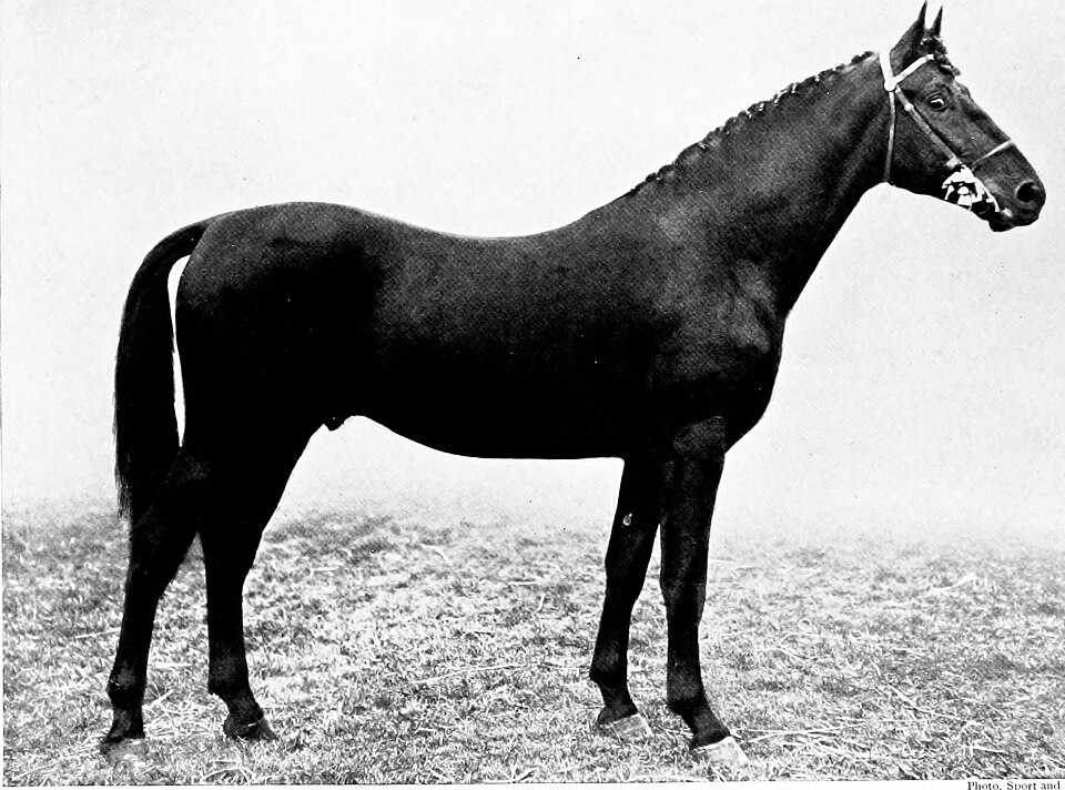 Photo: Internet Archive Book Images (No restrictions) — via Wikimedia Commons Cleveland Bay horse