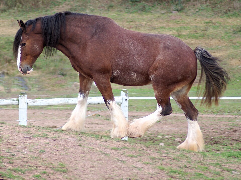 Photo: Bonnie U. Gruenberg (CC BY-SA 3.0) — via Wikimedia Commons Clydesdale horse