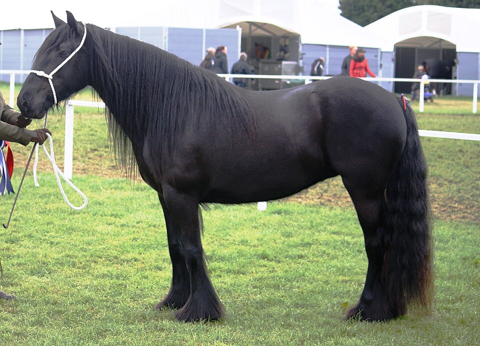 Photo: Annapennell (CC BY-SA 4.0) — via Wikimedia Commons Dales Pony horse
