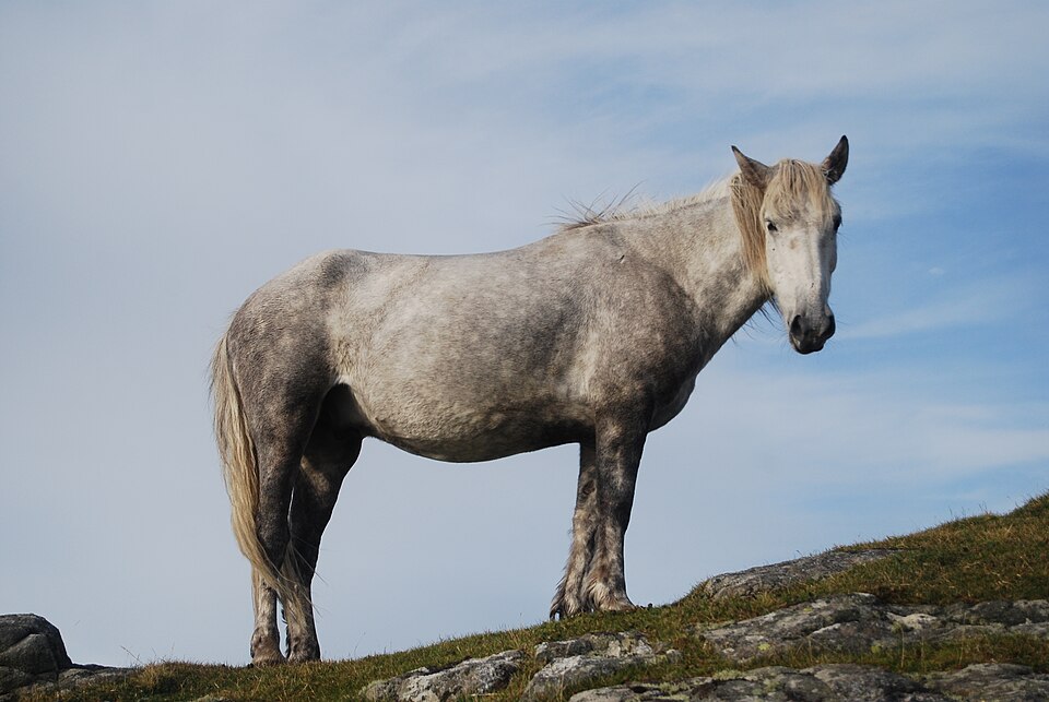 Photo: Mipmapped (CC BY-SA 3.0) — via Wikimedia Commons Eriskay Pony horse