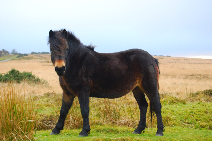Photo: Wsupermain2 (CC BY-SA 3.0) — via Wikimedia Commons Exmoor Pony horse