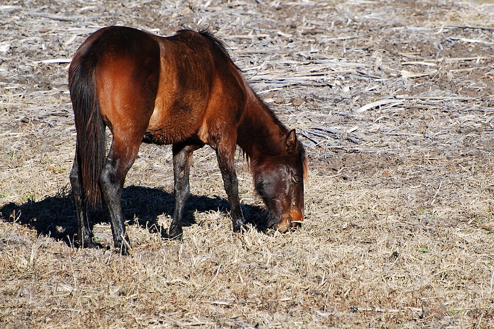 Photo: Geoff Gallice (CC BY 2.0) — via Wikimedia Commons Florida Cracker Horse horse