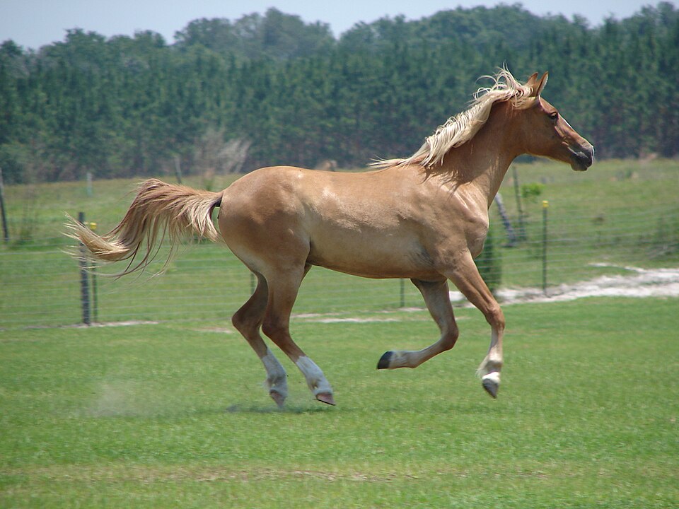 Photo: RMBlaney (CC BY-SA 4.0) — via Wikimedia Commons Galiceño horse