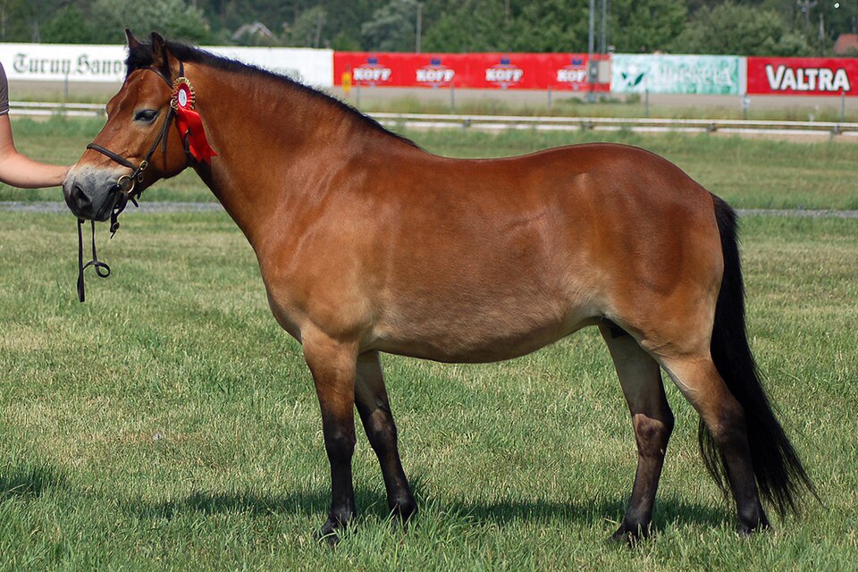 Photo: Sallis Lindqvist (CC BY-SA 3.0) — via Wikimedia Commons Gotland Pony horse