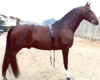 Photo: Panachehh at English Wikipedia (CC BY 2.5) — via Wikimedia Commons Hackney Horse horse
