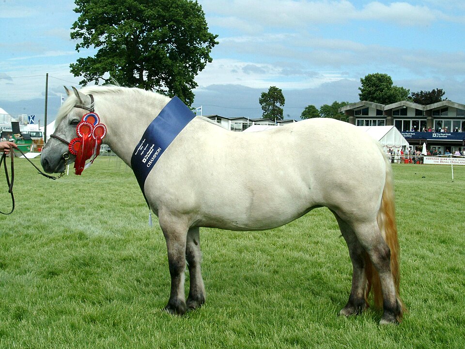 Photo: Confuslefu at English Wikipedia (Public domain) — via Wikimedia Commons Highland Pony horse