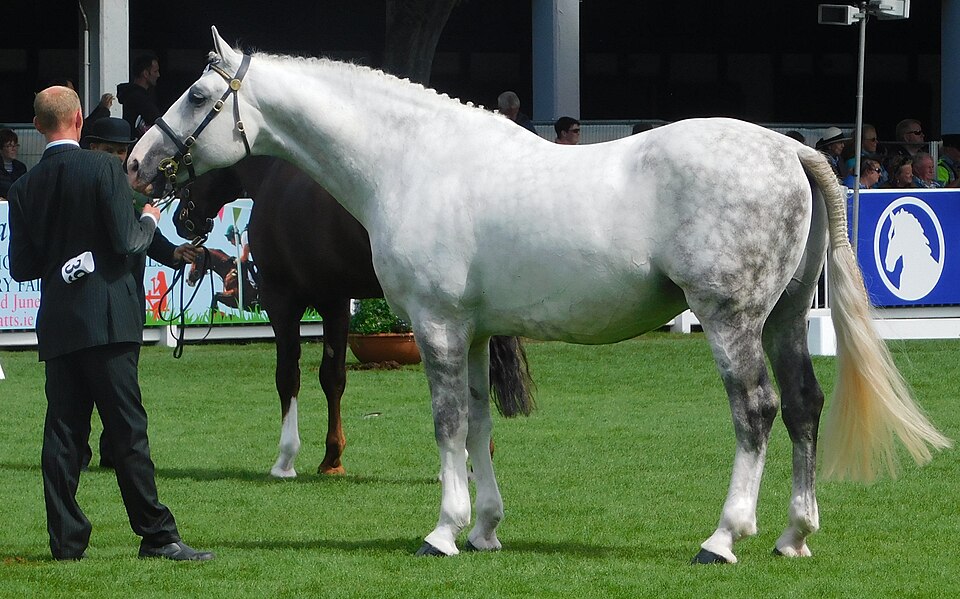 Photo: Wasechun tashunka (CC BY-SA 4.0) — via Wikimedia Commons Irish Draught horse