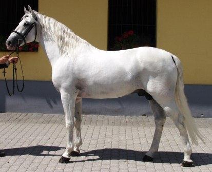 Photo: AtjanHop (CC0) — via Wikimedia Commons Lipizzan horse