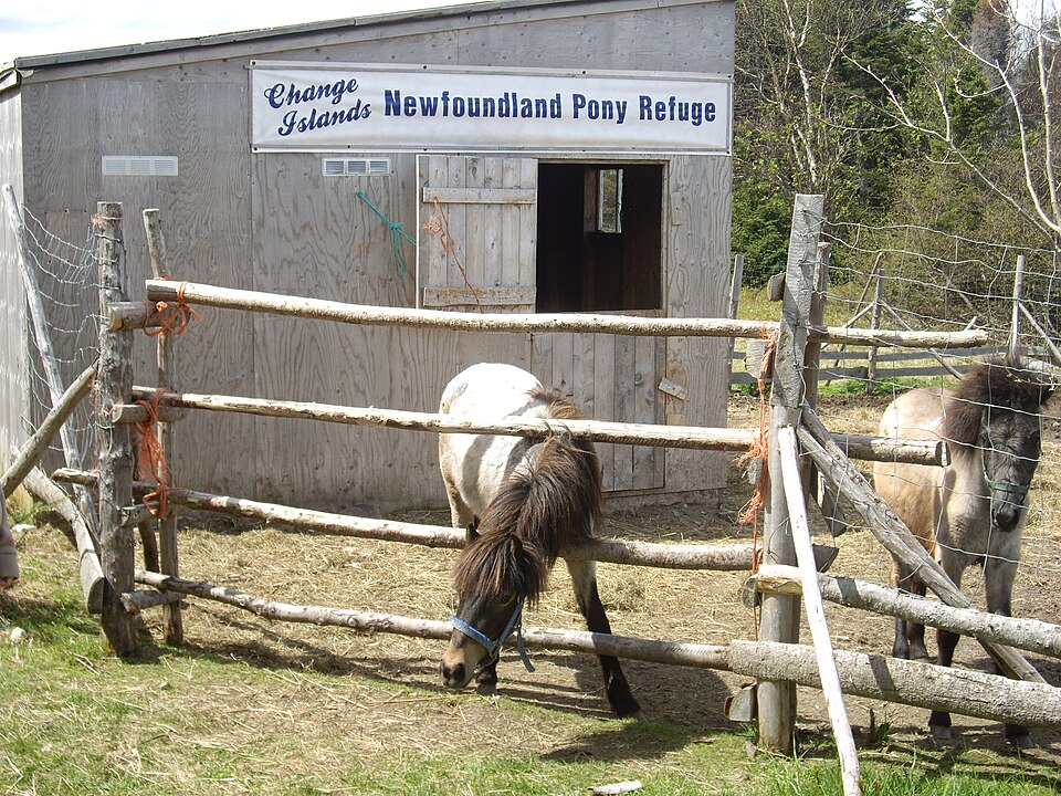 Photo: kaplanmyrth (CC BY-SA 2.0) — via Wikimedia Commons Newfoundland Pony horse