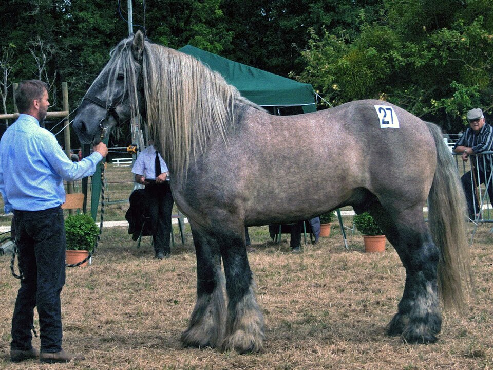 Photo: Poitou (CC BY 3.0) — via Wikimedia Commons Poitevin (Mulassier) horse