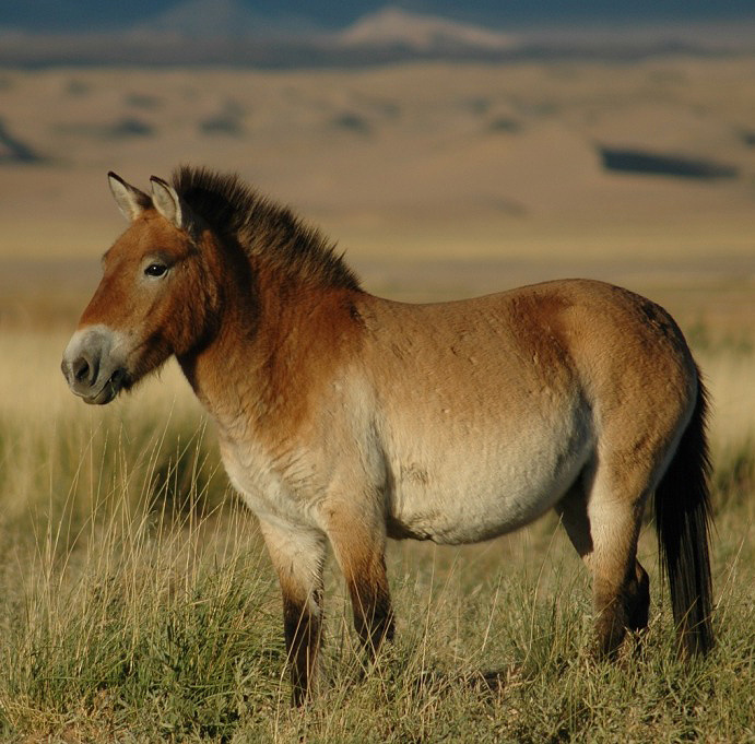 Photo: Claudia Feh (CC BY-SA 4.0) — via Wikimedia Commons Przewalski's Horse horse