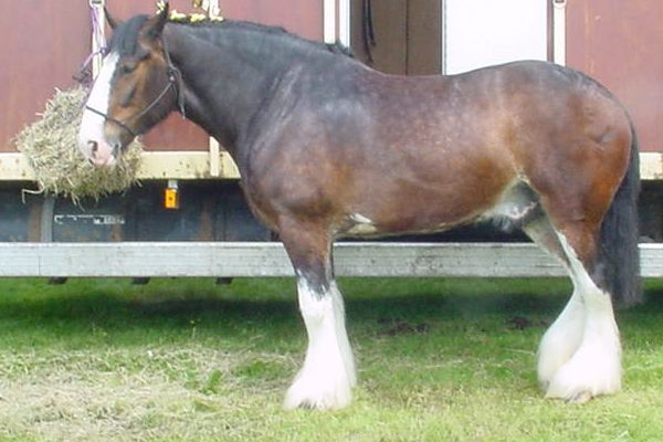 Photo: Anthony Appleyard at English Wikipedia (CC BY-SA 3.0) — via Wikimedia Commons Shire Horse horse