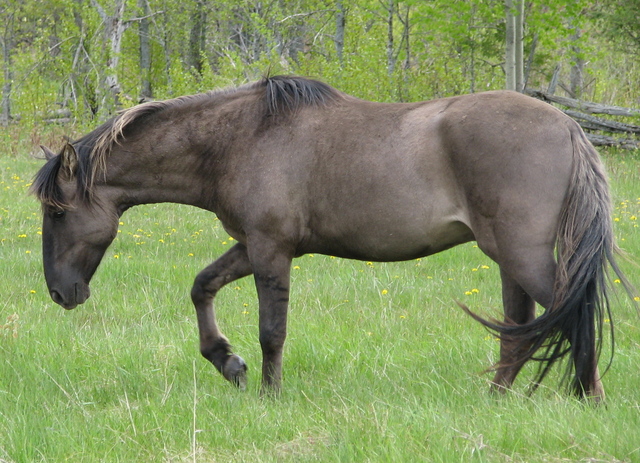 Photo: Selona (CC BY 3.0) — via Wikimedia Commons Sorraia horse