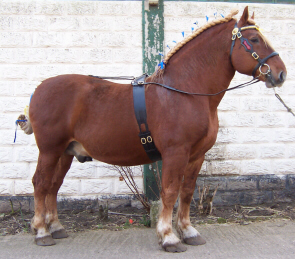 Photo: Suffolkp at English Wikipedia (Public domain) — via Wikimedia Commons Suffolk Punch horse