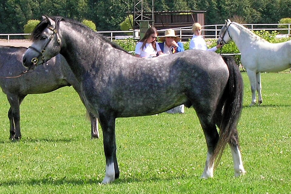 Photo: Hanna V (CC BY-SA 3.0) — via Wikimedia Commons Welsh Mountain Pony horse